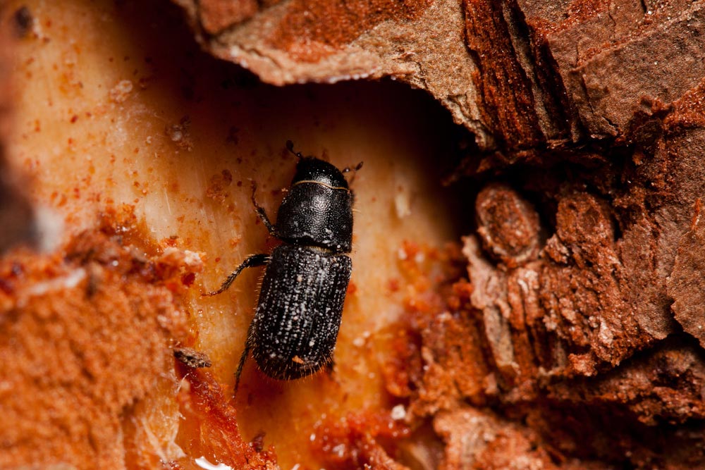 Pine Beetles Identification Walter Reeves The Gardener