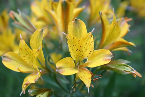 alstromeria (2)
