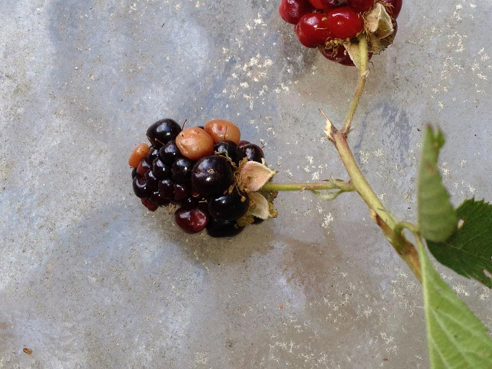 Blackberry White Cells (Dry Cell Syndrome) Walter Reeves The