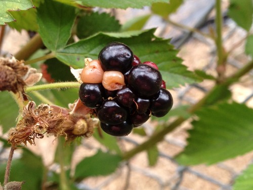 blackberry dry cell