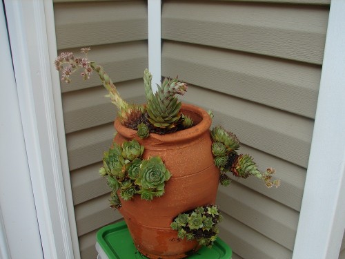 hen and chicks bloom 1