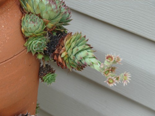 hen and chicks bloom 2