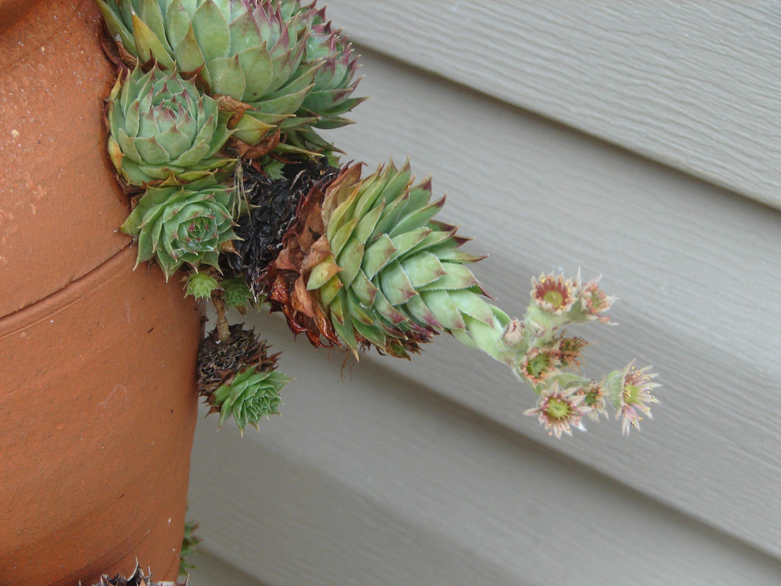 Hen and Chicks Blooming Walter Reeves The