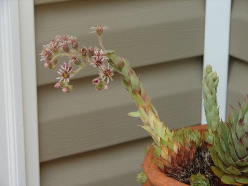 hen and chicks bloom 3