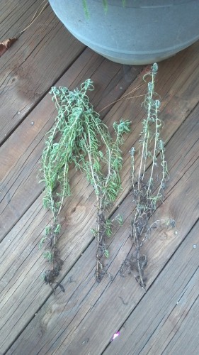 lavender dying 1