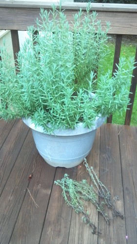 lavender dying 2