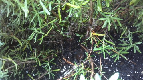 lavender dying 3