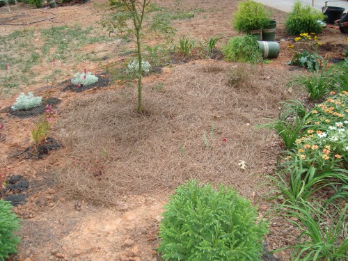 mulched tree