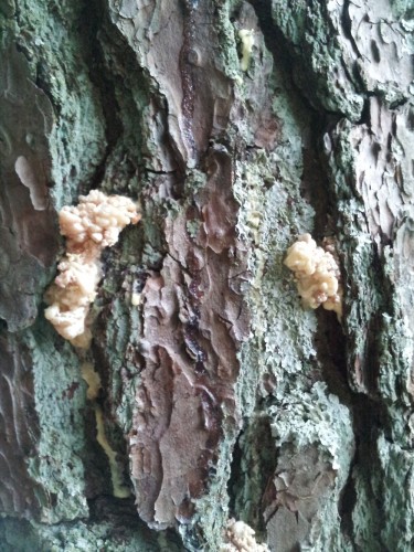 pine beetle 1