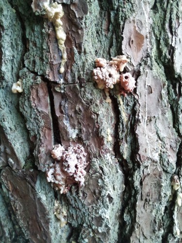 pine beetle 2