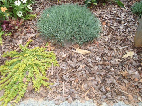 pine chip mulch