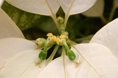poinsettia flower