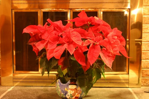 poinsettia red 1