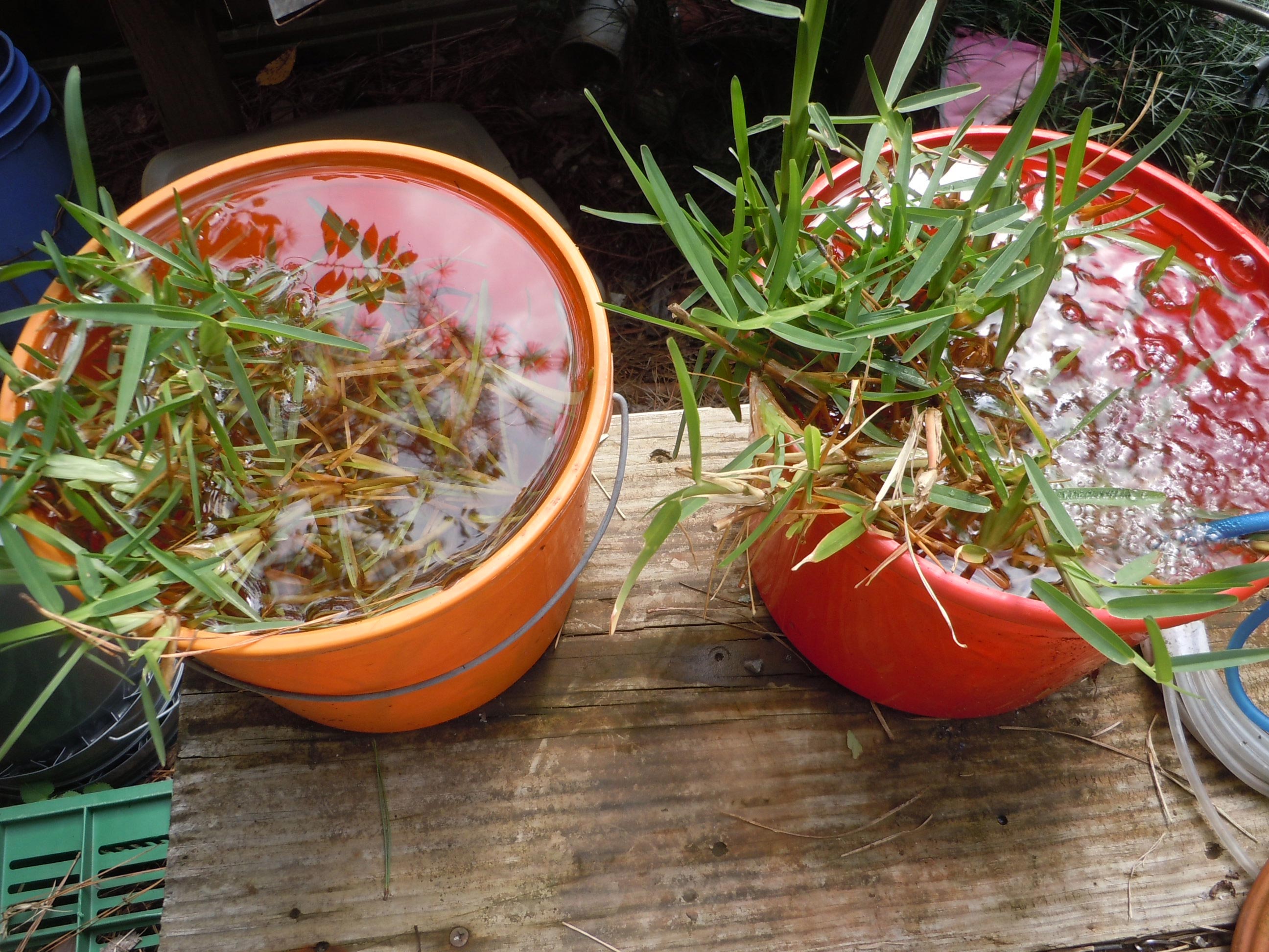 Rooting Cuttings Accelerated by Aerated Water Walter Reeves The