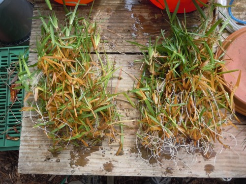 rooting cuttings with aeration 3