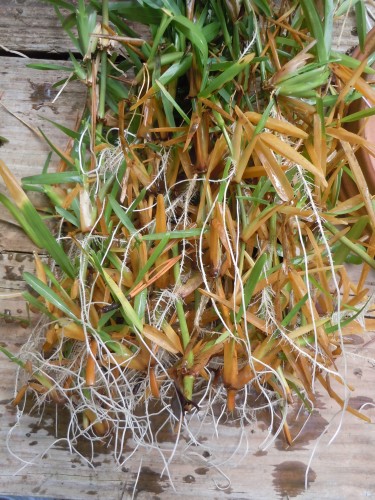 rooting cuttings with aeration 4