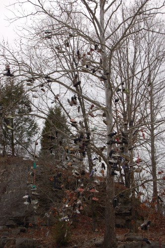 shoe tree 1