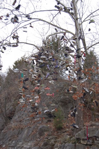 shoe tree 2