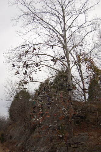 shoe tree 3