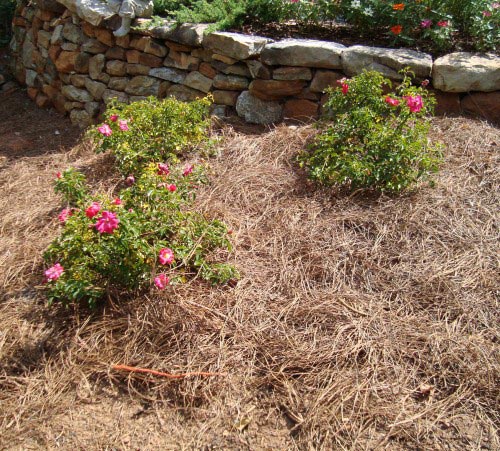 shrubs mulched
