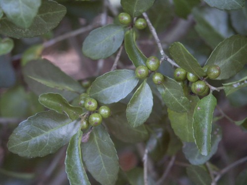 yaupon holly berries