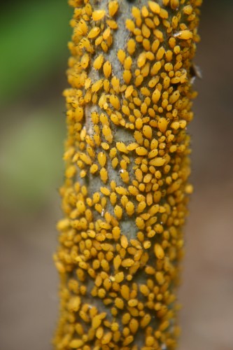 aphid milkweed 1