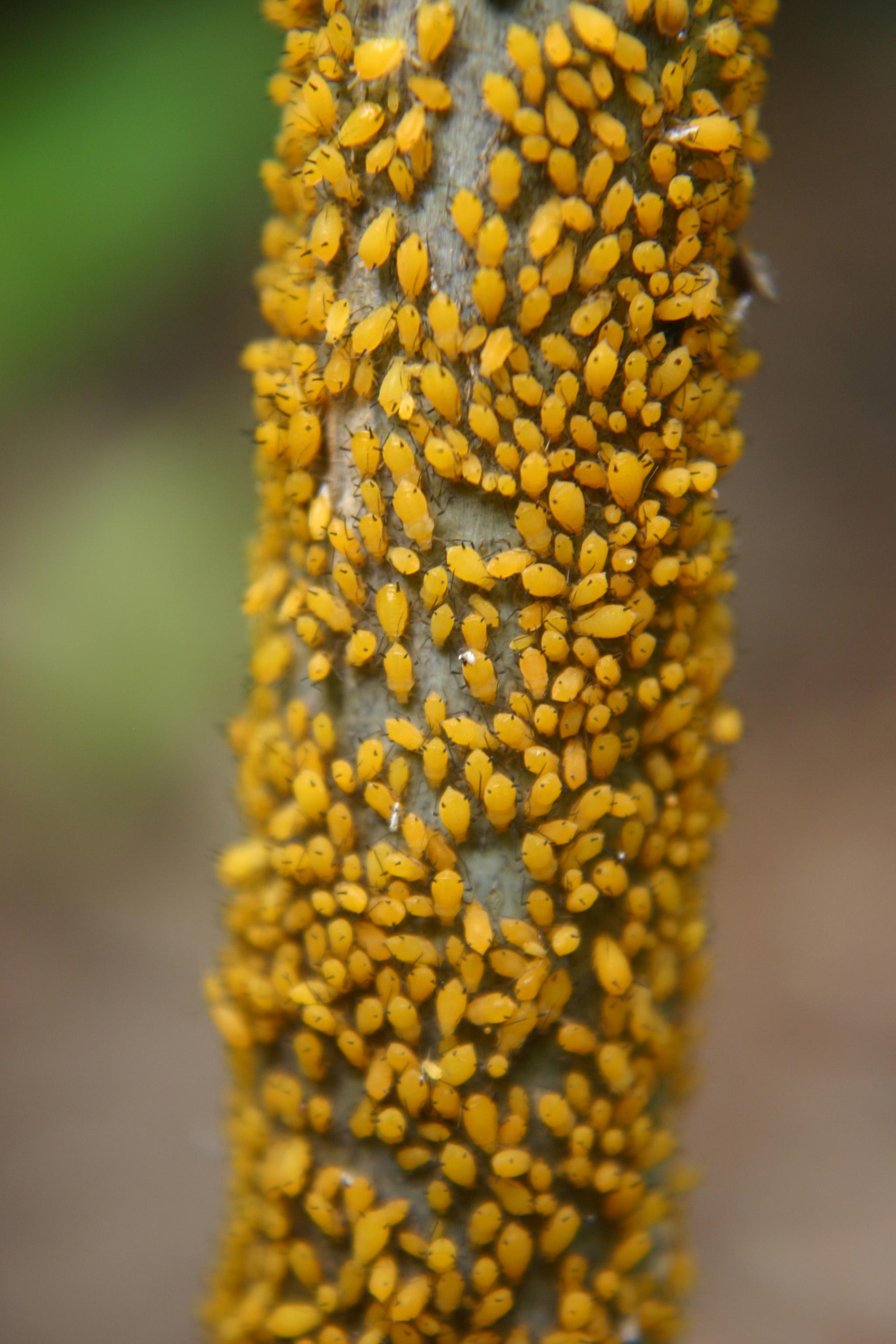 Milkweed Aphids – Identification | Walter Reeves: The Georgia Gardener