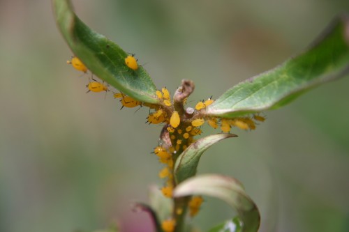 aphid milkweed 2