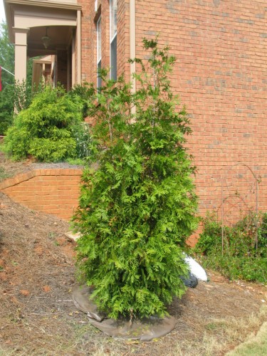 arborvitae multiple leaders 1