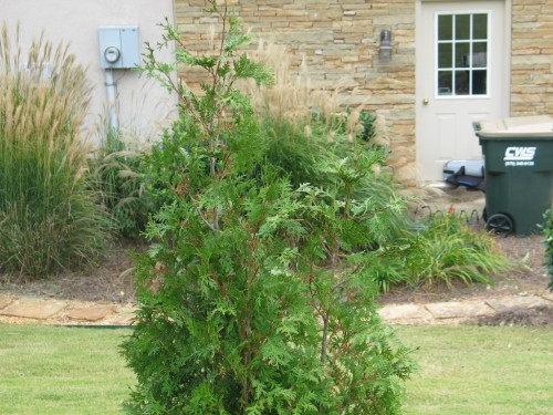 arborvitae multiple leaders 2