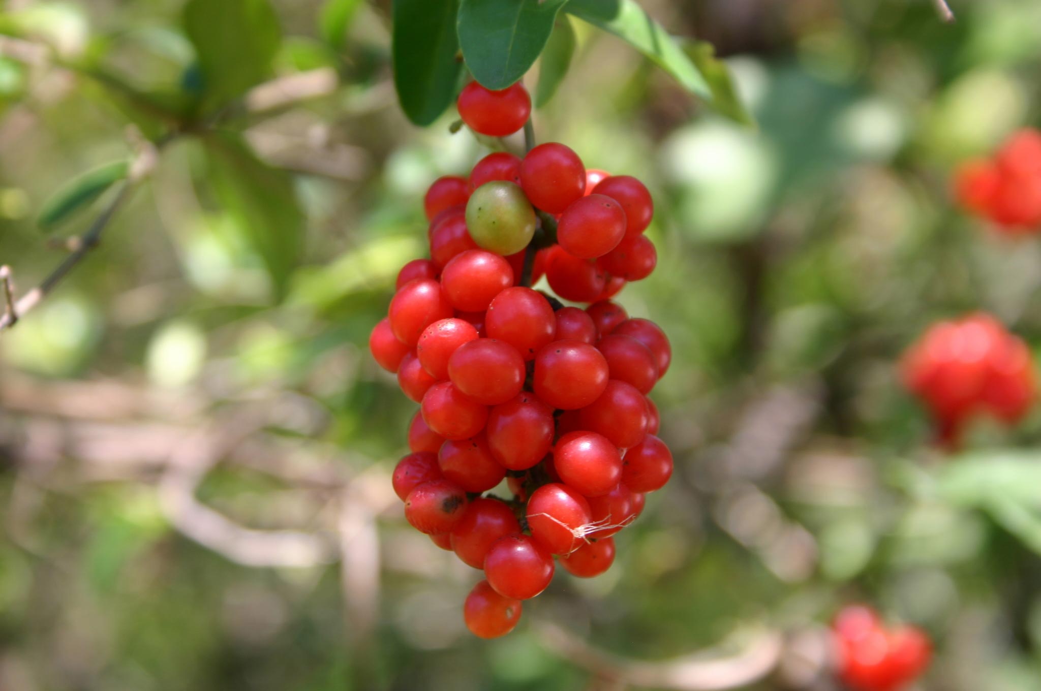 Bittersweet Growing in Walter Reeves The Gardener