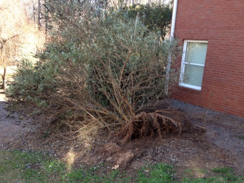 butterfly bush uprooted