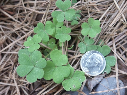 clover