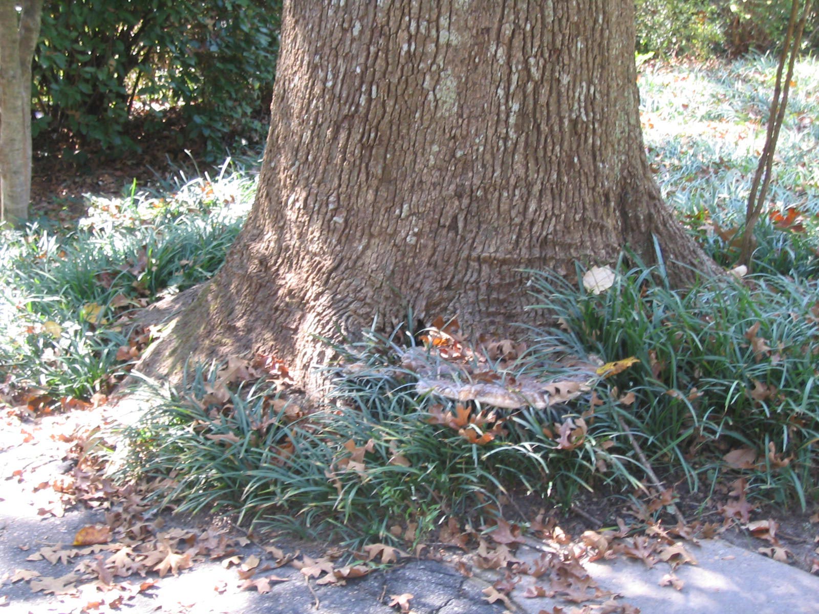 Conk Mushroom On Tree Trunk Walter Reeves The Georgia Gardener
