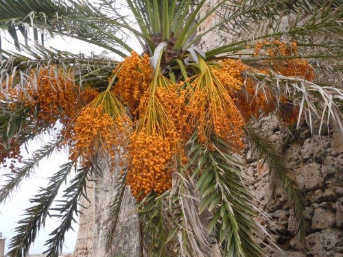 palm date