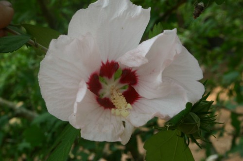 rose of sharon white