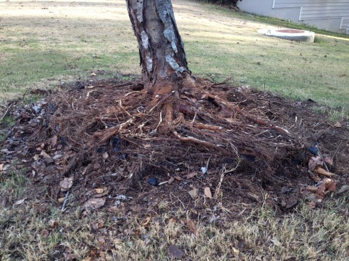 tree roots inside retaining wall 1