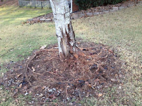 tree roots inside retaining wall 2