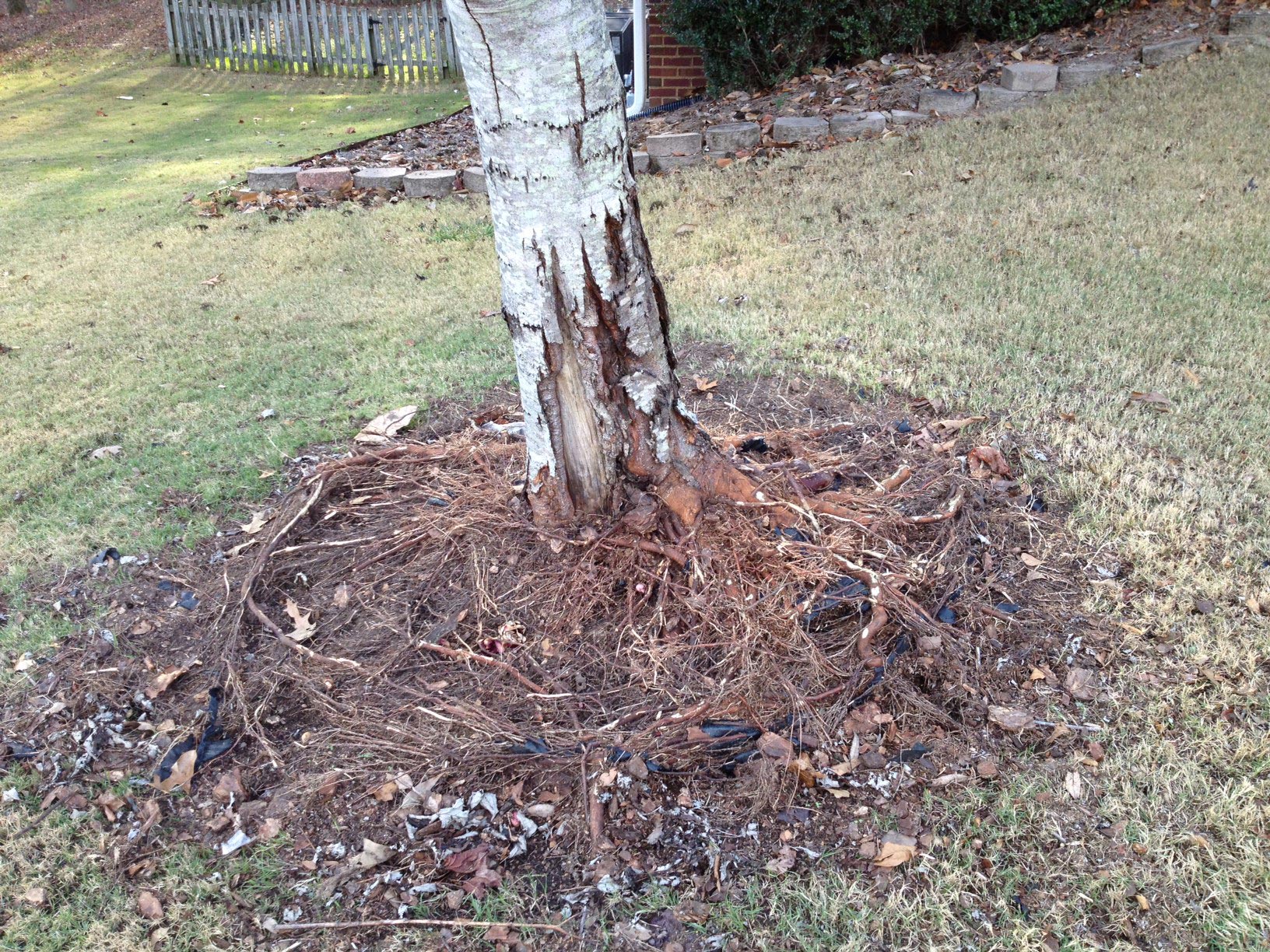 Tree Roots Remove Retaining Wall Walter Reeves The Gardener