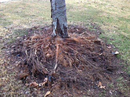 tree roots inside retaining wall 3