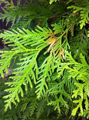 arborvitae 1