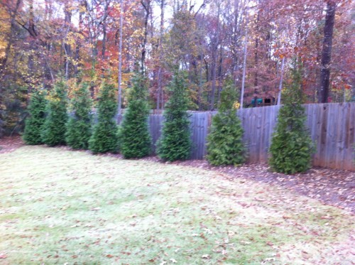 arborvitae 2