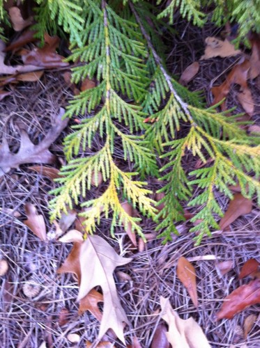 arborvitae 3