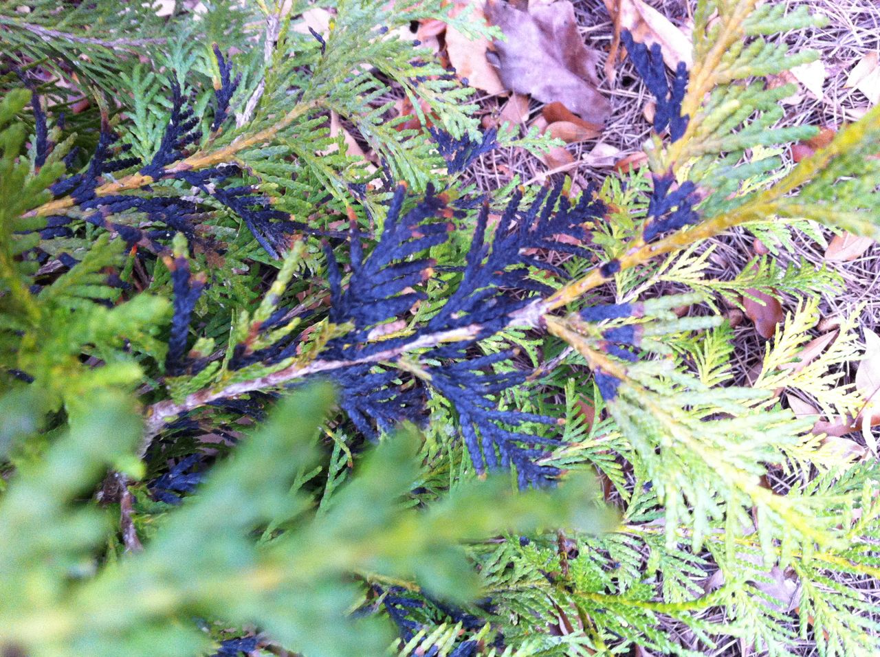 Arborvitae Black Foliage Walter Reeves The Gardener