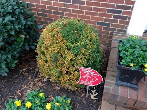 boxwood disease 2