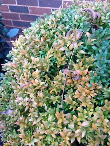 boxwood disease 4