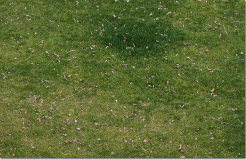 fescue yellow 1