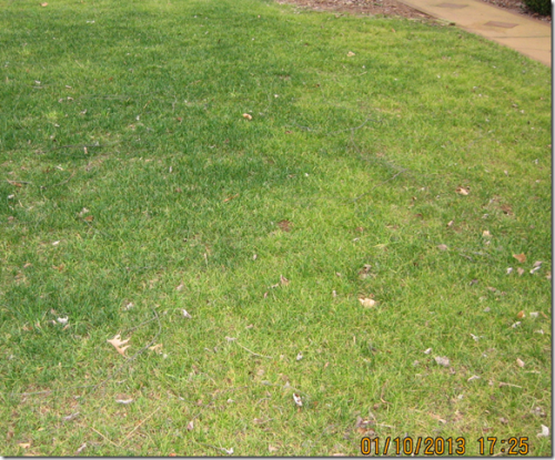 fescue yellow 4