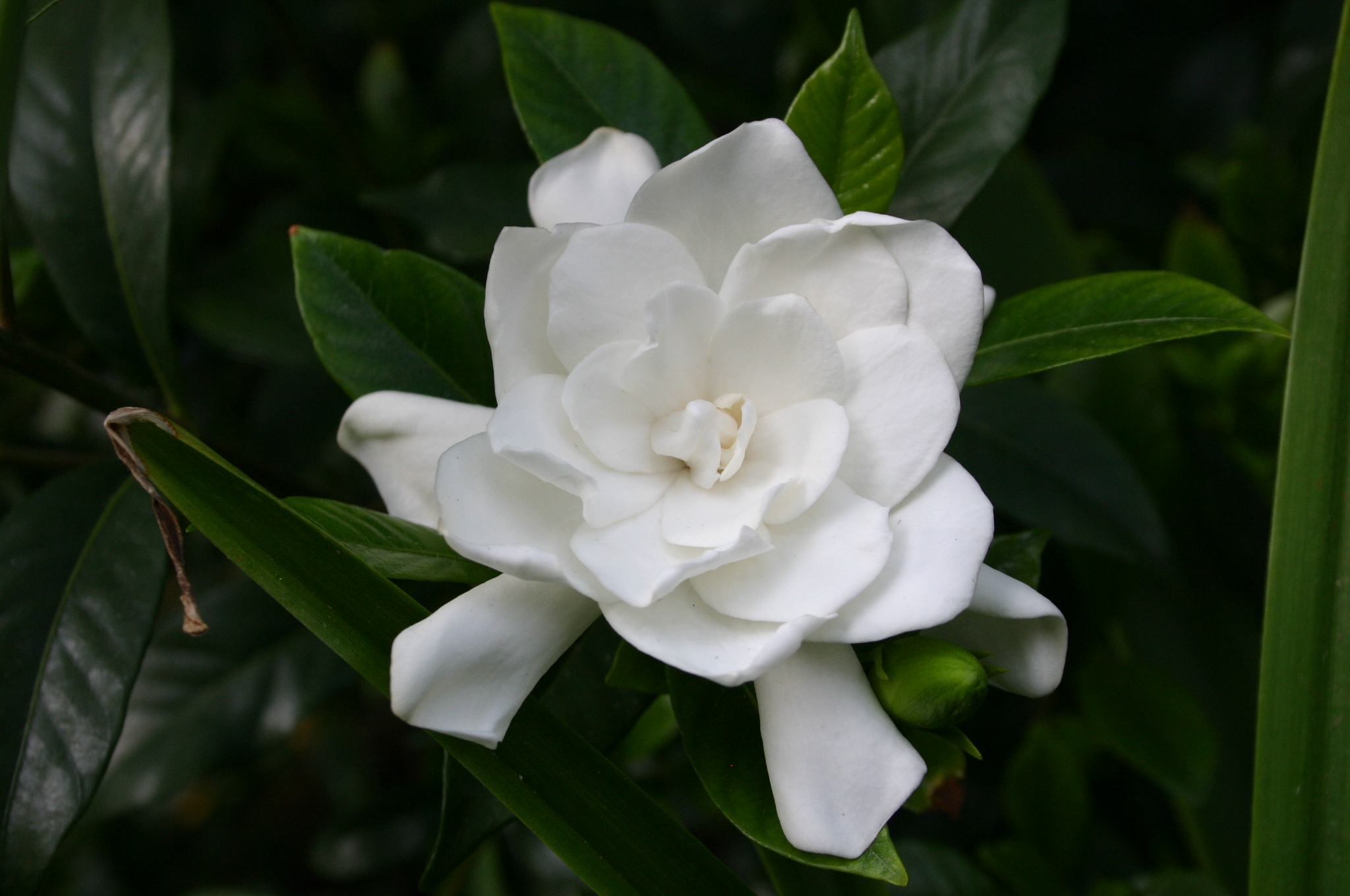 Florist Gardenia Planting Outdoors Walter Reeves The