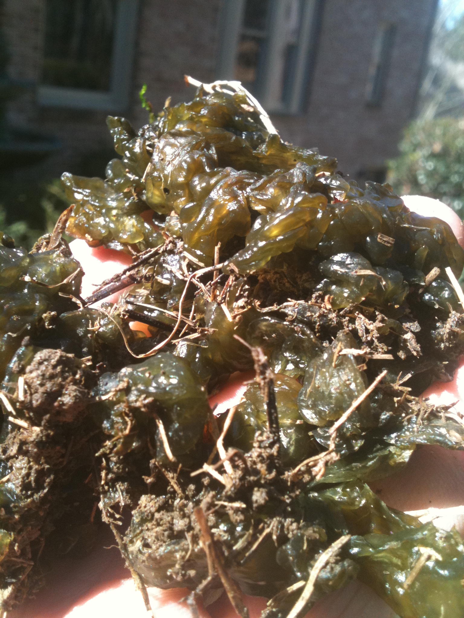 Green Globs (Algae, Nostoc) In Lawn Walter Reeves The Gardener